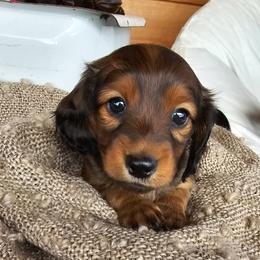 Dachshund Puppies from Long Mountain Long Dogs