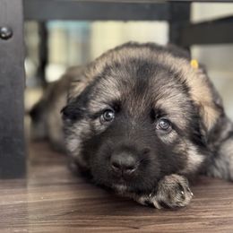 Yellow collar - Black and beige female Shiloh Shepherd puppy in Watchung, New Jersey from Blue Moon Shilohs