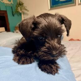 Skeeter - Salt and pepper male Miniature Schnauzer puppy in Interlachen, Florida from Pam's Schnauzers