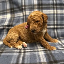 Magenta - Red  female Goldendoodle puppy in Fayetteville, Arkansas from Mountain Grove Doodles
