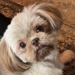 Basil - Shih Tzu