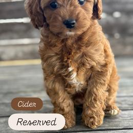 Cider - Apricot female Cavapoo puppy in Sugar City, Idaho from Taylor's Cavapoos