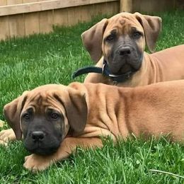 Boerboels from Magni Boerboels