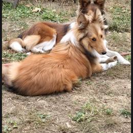 Peach - White and sable female Shetland Sheepdog puppy in Lewiston, Idaho from Snake River Shelties