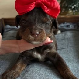 K Lavender Girl - Phantom female Goldendoodle puppy in Lewisville, Texas from Texas Goldendoodle Lovers