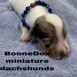 Nova - Chocolate and tan female Dachshund puppy in Lexington, Oklahoma from Terry's Dachshunds (BooneDox Mini Dachshunds)