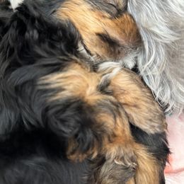 Yorkshire Terrier Puppies from Rosey’s Yorkies