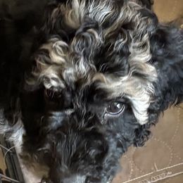 Mookie - Blue merle female Bernedoodle puppy in Batavia, Ohio from Donciedoodlesohio.com