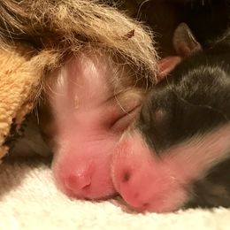 Miniature Australian Shepherd and Toy Australian Shepherd Puppies from Best Little Aussies
