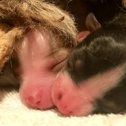 Miniature Australian Shepherd and Toy Australian Shepherd Puppies from Best Little Aussies