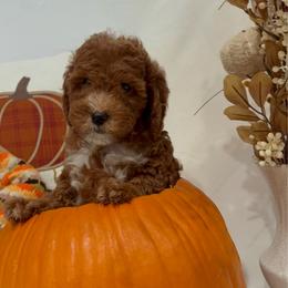 Minnie- Ready to go home - Red  female Goldendoodle puppy in Mesa, Arizona from AZ River Doodles