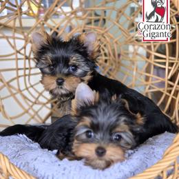 Biewer Terrier and Yorkshire Terrier Puppies from Corazon de gigante