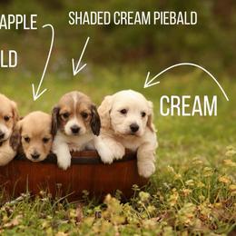 Shaded Cream Piebald Boy AKC LIMITED - Cream male Dachshund puppy in Pauls Valley, Oklahoma from Simply Happy Dachshunds