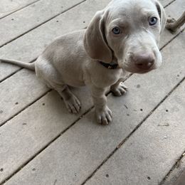 "Pumpkin" Weimaraner Puppies from Baird Weims - AKC registered