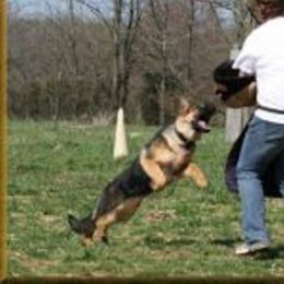 Berger Blanc Suisse and German Shepherd Puppies from Vom Hundhaus  Shepherds