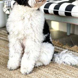 Australian Labradoodle Puppies from Starlight Ridge Australian Labradoodles
