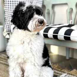 Australian Labradoodle Puppies from Starlight Ridge Australian Labradoodles