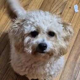 Buttercup - Maltipoo