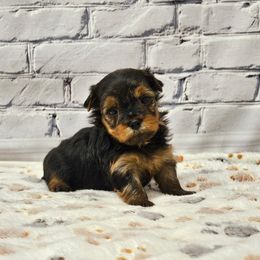 Crew - Blue and gold male Yorkshire Terrier puppy in Monticello, Iowa from Ashley’s Puppies