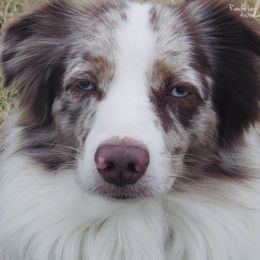Apache - Miniature Australian Shepherd