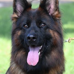 Sindy - German Shepherd