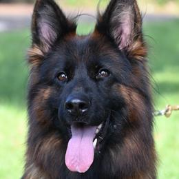 Sindy - German Shepherd