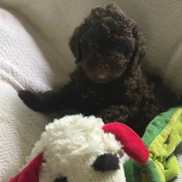 Felix - Chocolate male Goldendoodle puppy in Waynesboro, Virginia from Forest Creek Kennel