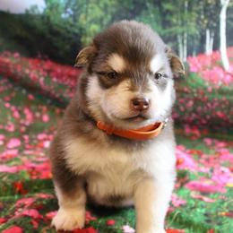 Alaskan Malamute Puppies from New River Valley Malamutes