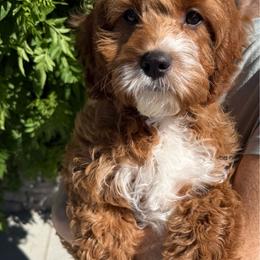Asher - Red male Cavapoo puppy in Tucson, Arizona from Adored Poodle & Doodles