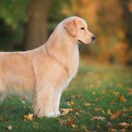 Golden Retrievers and Labrador Retrievers from Devanley Labradors