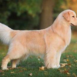Golden Retrievers and Labrador Retrievers from Devanley Labradors