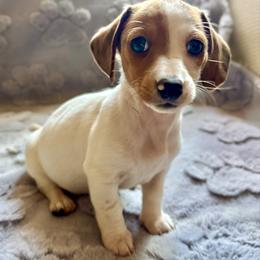 Hazel - Piebald female Dachshund puppy in Aiken, South Carolina from State Eight Dachshunds