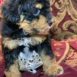 Boone - Black and tan male Schnoodle puppy in Kentucky from Mrs Bs Teeny Schnauzers & Doodles