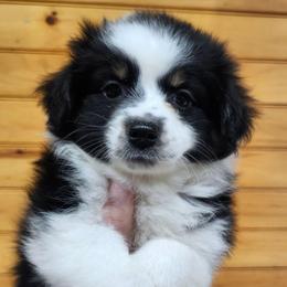 Poppy - Black tri female Miniature Australian Shepherd puppy in Hampton, Tennessee from TC Farms Stock Dogs - Miniature Australian Shepherds