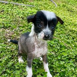Girl 2 - Black and white female Chinese Crested puppy in Rockvale, Tennessee from Cosmic Chinese Cresteds & Wind-Echo Poodles