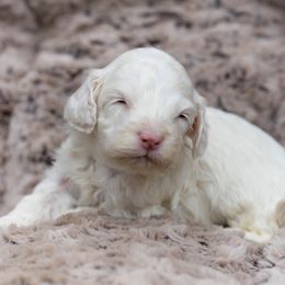 Olaf - Cream male Cockapoo puppy in Seattle, Washington from Sweet Home Doodles