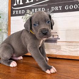 Orca - Blue male Great Dane puppy in Carencro, Louisiana from Halsey Danes