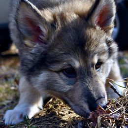 Native American Indian Dog Puppies from Seven Sisters Canids