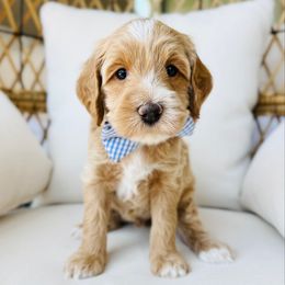 Dash - Apricot male Goldendoodle puppy in Sterling, Illinois from Charley's Goldendoodles