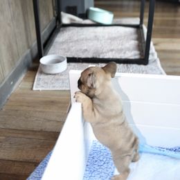 French Bulldog Puppies from Camp Fine Frenchies