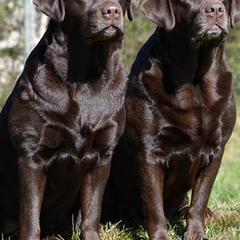 Labrador Retrievers from Cinnamire Labradors