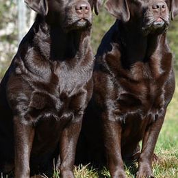Labrador Retrievers from Cinnamire Labradors