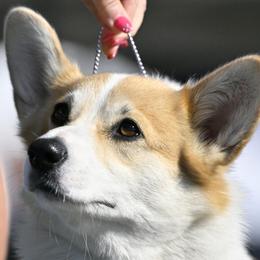 Pembroke Welsh Corgis from Kathleen's Corgis