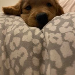Golden Retriever Puppies from Arkansas River Golden Retrievers
