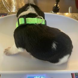 Green collar Girl 4 - Parti female Miniature Schnauzer puppy in Flintstone, Georgia from Lovey Mini Schnauzers