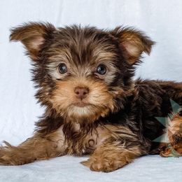 Dachshund, Great Dane, and Yorkshire Terrier Puppies from WZ Kennels