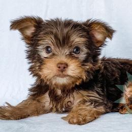 Dachshund, Great Dane, and Yorkshire Terrier Puppies from WZ Kennels