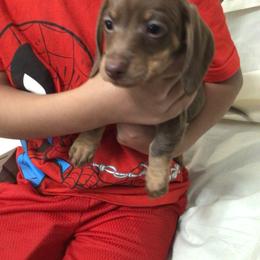 Dachshund Puppies from C and J Minis
