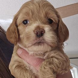Red Female - Red and white female Cockapoo puppy in Mocksville, North Carolina from Hunting Creek Farm & Kennel