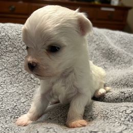 Male 2 - White male Maltese puppy in Coats, North Carolina from Angie's Puppies
